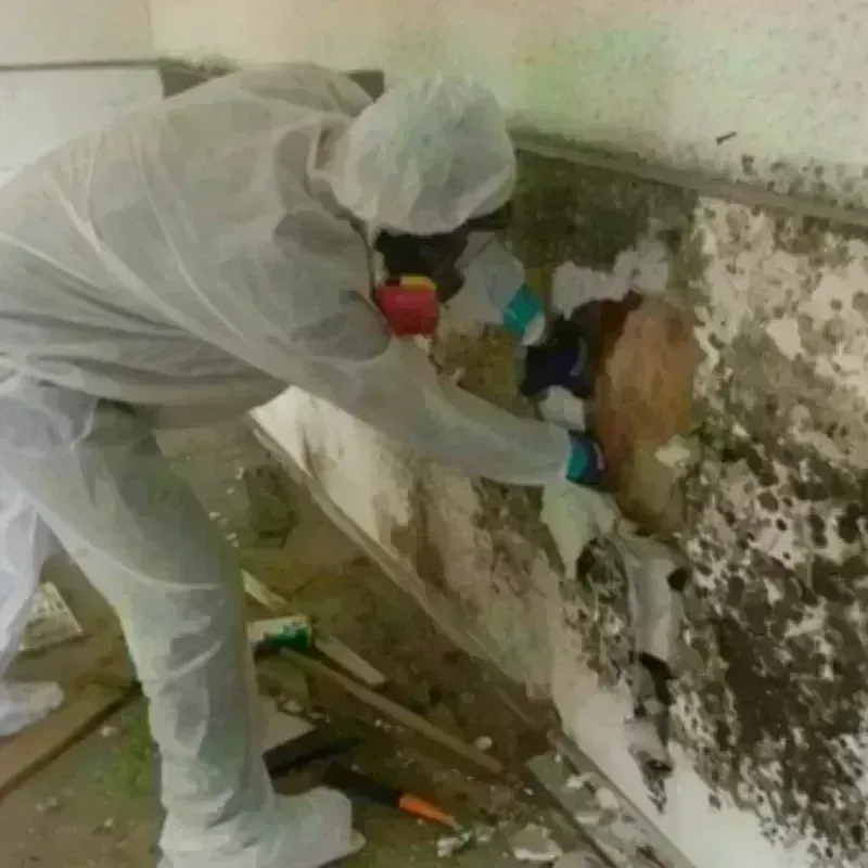 Mold Remediation and Removal in Mazomanie, WI